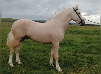 Koń andaluzyjski, Ogier, 4 lat, 157 cm, Izabelowata