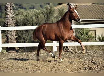 Koń andaluzyjski, Ogier, 4 lat, 157 cm