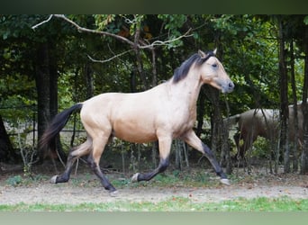 Koń andaluzyjski, Ogier, 4 lat, 158 cm, Bułana