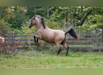 Koń andaluzyjski, Ogier, 4 lat, 158 cm, Bułana