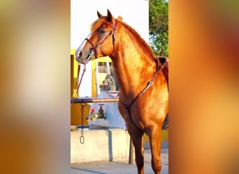 Koń andaluzyjski, Ogier, 4 lat, 158 cm, Kasztanowata