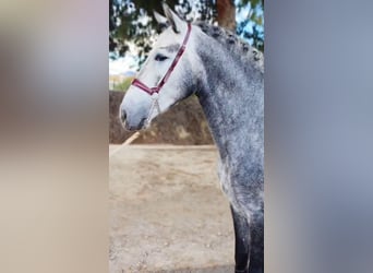 Koń andaluzyjski, Ogier, 4 lat, 158 cm, Siwa jabłkowita