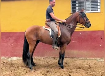 Koń andaluzyjski, Ogier, 4 lat, 159 cm, Gniada