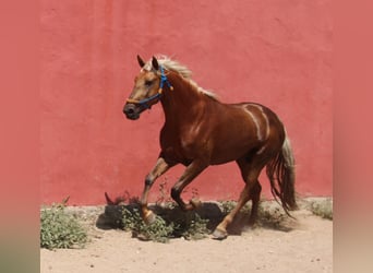 Koń andaluzyjski, Ogier, 4 lat, 160 cm, Izabelowata