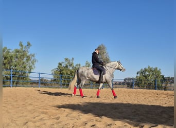 Koń andaluzyjski, Ogier, 4 lat, 160 cm, Siwa