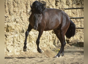 Koń andaluzyjski, Ogier, 4 lat, 160 cm