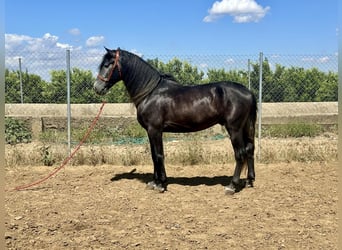 Koń andaluzyjski, Ogier, 4 lat, 161 cm, Siwa