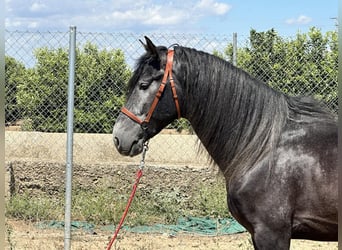 Koń andaluzyjski, Ogier, 4 lat, 161 cm, Siwa