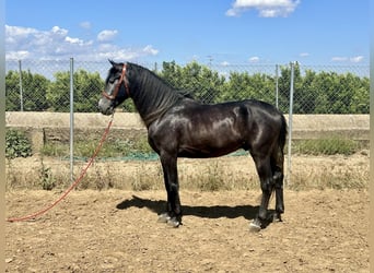 Koń andaluzyjski, Ogier, 4 lat, 161 cm, Siwa