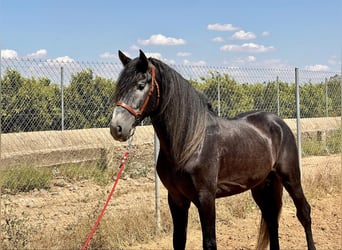 Koń andaluzyjski, Ogier, 4 lat, 161 cm, Siwa