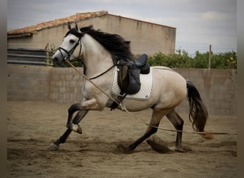 Koń andaluzyjski, Ogier, 4 lat, 162 cm, Formy Brown Falb