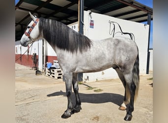 Koń andaluzyjski, Ogier, 4 lat, 162 cm, Siwa