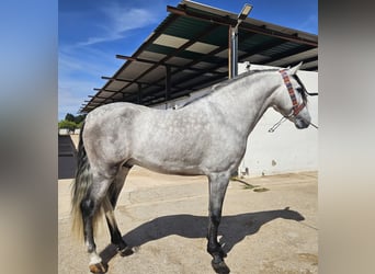 Koń andaluzyjski, Ogier, 4 lat, 162 cm, Siwa