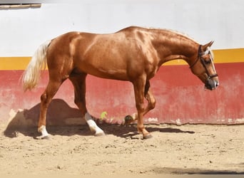 Koń andaluzyjski, Ogier, 4 lat, 163 cm, Izabelowata