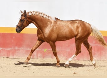 Koń andaluzyjski, Ogier, 4 lat, 163 cm, Izabelowata
