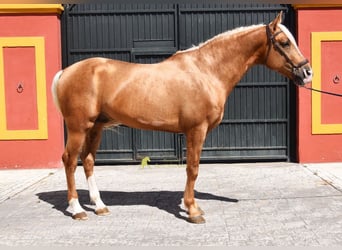 Koń andaluzyjski, Ogier, 4 lat, 163 cm, Izabelowata