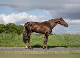 Koń andaluzyjski, Ogier, 4 lat, 163 cm, Izabelowata