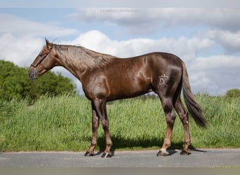 Koń andaluzyjski, Ogier, 4 lat, 163 cm, Izabelowata