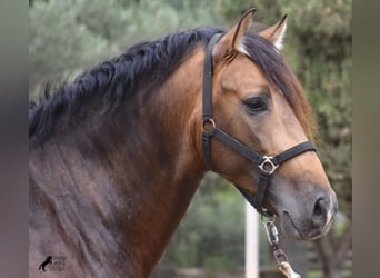 Koń andaluzyjski, Ogier, 4 lat, 164 cm, Bułana