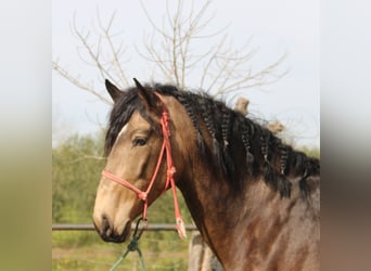 Koń andaluzyjski, Ogier, 4 lat, 164 cm, Jelenia