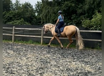 Koń andaluzyjski, Ogier, 4 lat, 164 cm