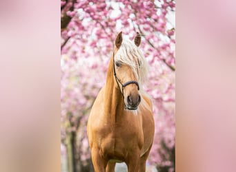 Koń andaluzyjski, Ogier, 4 lat, 164 cm
