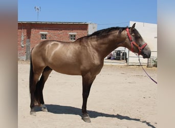 Koń andaluzyjski, Ogier, 4 lat, 165 cm, Jelenia