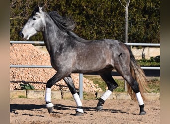 Koń andaluzyjski, Ogier, 4 lat, 165 cm, Siwa jabłkowita