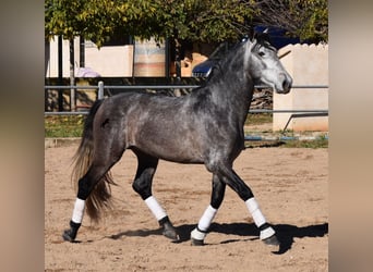 Koń andaluzyjski, Ogier, 4 lat, 165 cm, Siwa jabłkowita