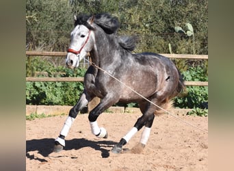 Koń andaluzyjski, Ogier, 4 lat, 165 cm, Siwa jabłkowita