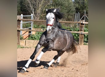 Koń andaluzyjski, Ogier, 4 lat, 165 cm, Siwa jabłkowita