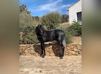 Koń andaluzyjski, Ogier, 4 lat, 165 cm, Siwa