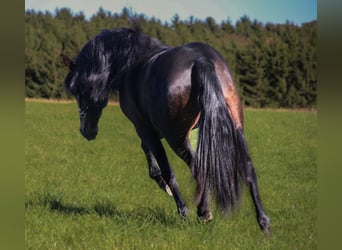 Koń andaluzyjski, Ogier, 4 lat, 165 cm, Skarogniada