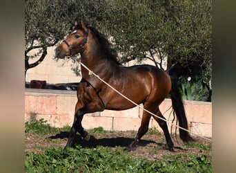 Koń andaluzyjski, Ogier, 4 lat, 166 cm, Bułana