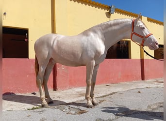 Koń andaluzyjski, Ogier, 4 lat, 167 cm, Perlino