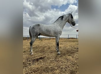 Koń andaluzyjski, Ogier, 4 lat, 168 cm, Siwa