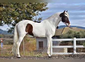 Koń andaluzyjski, Ogier, 4 lat, 168 cm, Srokata