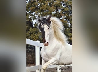 Koń andaluzyjski, Ogier, 4 lat, 168 cm, Srokata