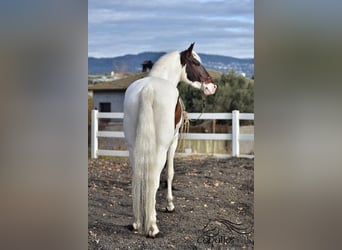 Koń andaluzyjski, Ogier, 4 lat, 168 cm, Srokata