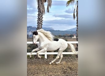 Koń andaluzyjski, Ogier, 4 lat, 168 cm, Srokata