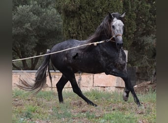 Koń andaluzyjski, Ogier, 4 lat, 169 cm, Siwa