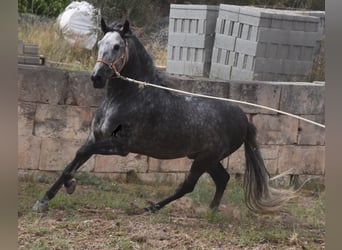 Koń andaluzyjski, Ogier, 4 lat, 169 cm, Siwa