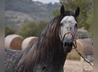 Koń andaluzyjski, Ogier, 4 lat, 169 cm, Siwa