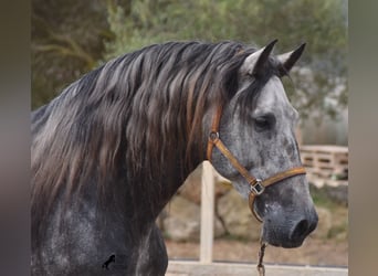 Koń andaluzyjski, Ogier, 4 lat, 169 cm, Siwa