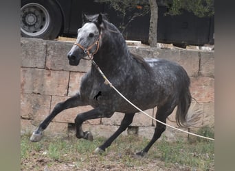 Koń andaluzyjski, Ogier, 4 lat, 169 cm, Siwa