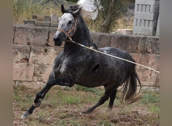 Koń andaluzyjski, Ogier, 4 lat, 169 cm, Siwa