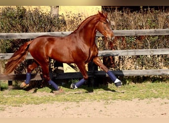 Koń andaluzyjski, Ogier, 4 lat, 170 cm, Kasztanowata