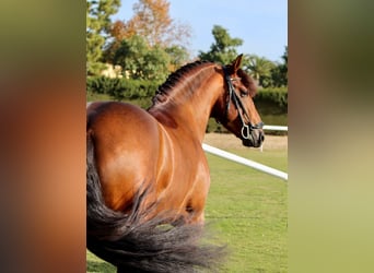 Koń andaluzyjski, Ogier, 4 lat, Gniada