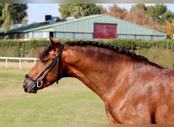 Koń andaluzyjski, Ogier, 4 lat, Gniada