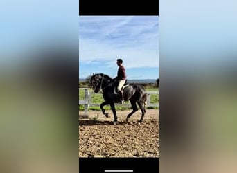 Koń andaluzyjski, Ogier, 4 lat, Siwa
